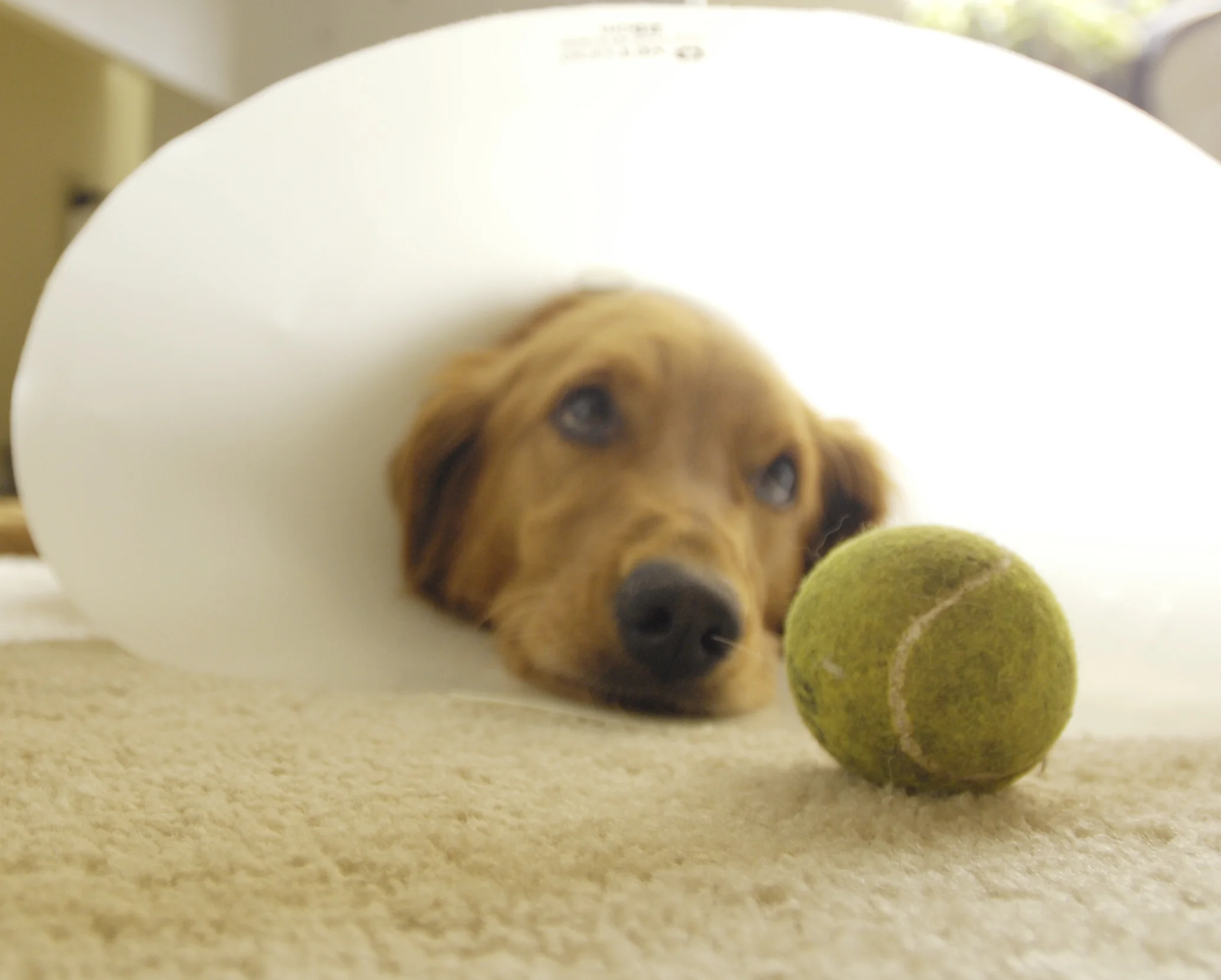 conehead1b.jpg