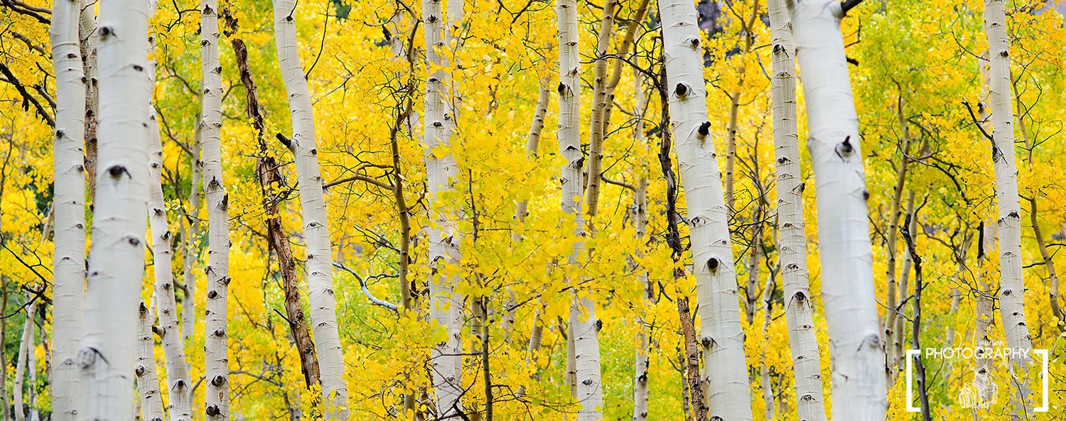 Aspen trees in Colorado during the fall 