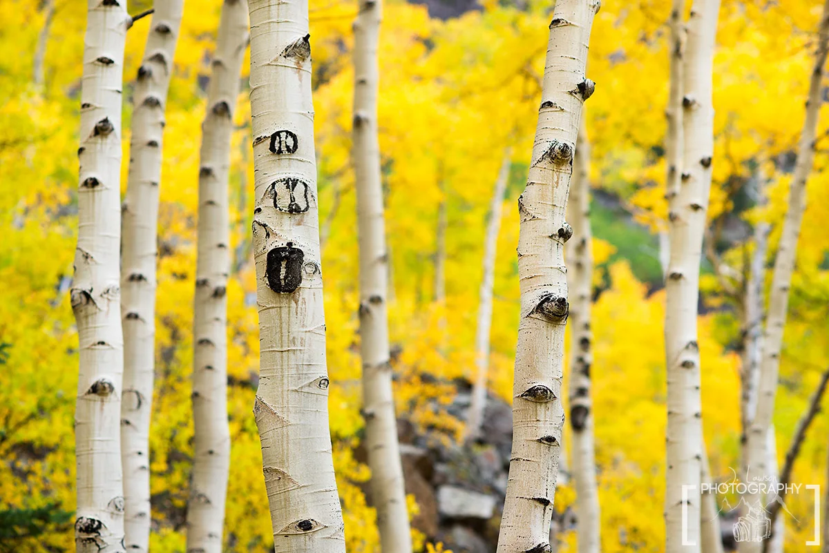 Up close with a maze of yellow Aspen trees in Aspen, Colorado