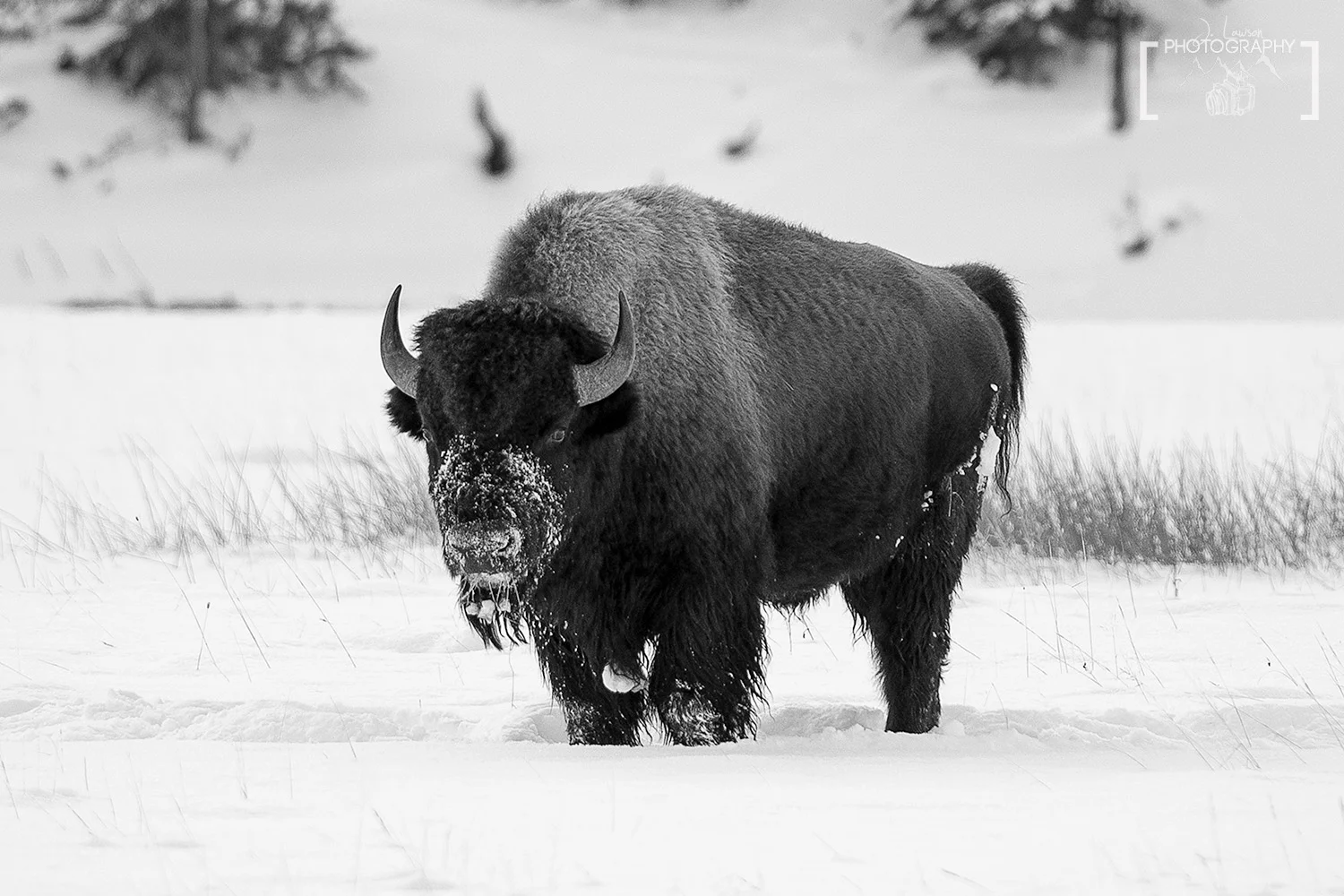 Bison Stare, Yellowstone National Park. Photo Credit: Jared Lawson Photography