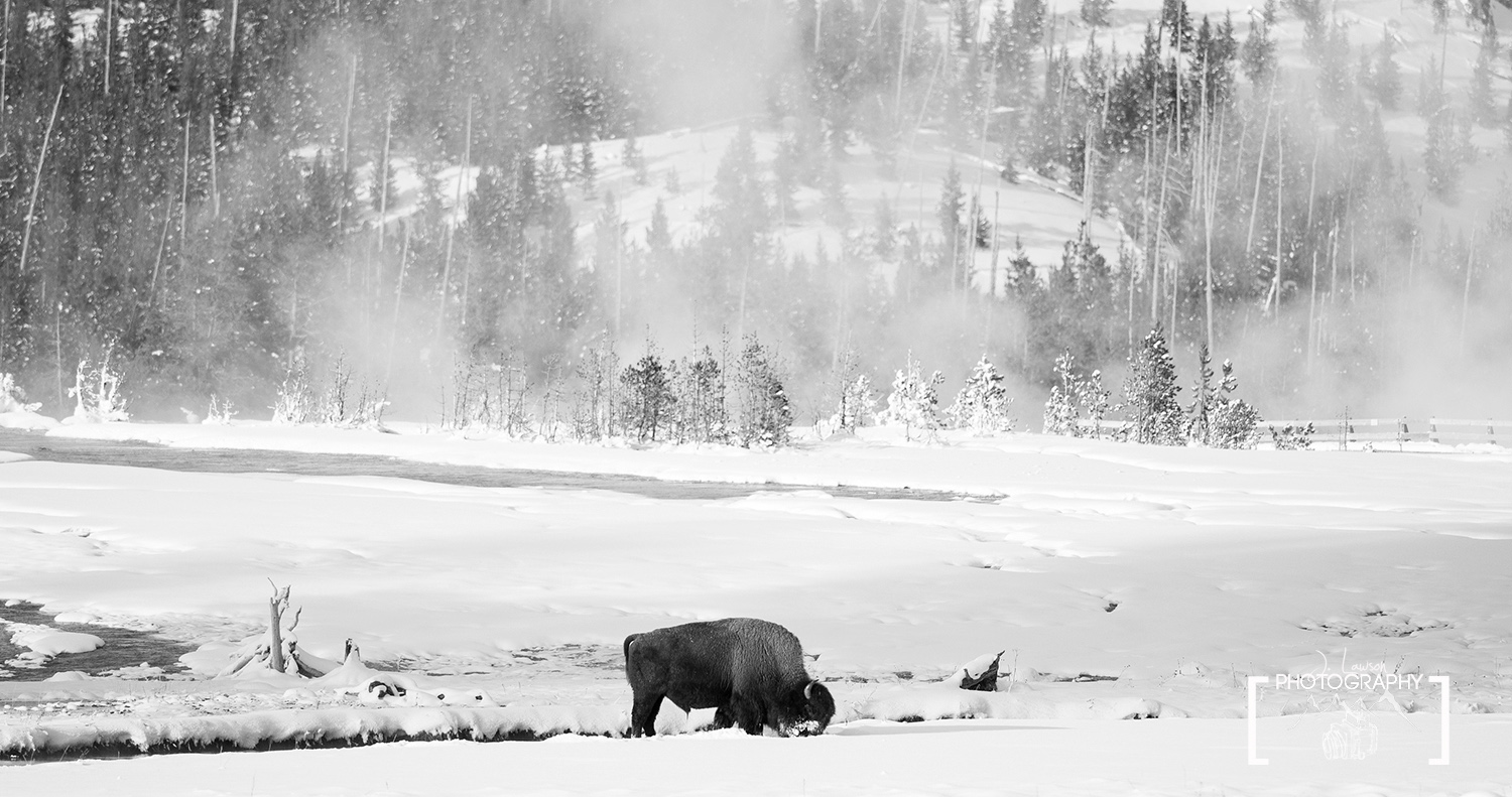 Alone, Yellowstone National Park. Photo Credit: Jared Lawson Photography