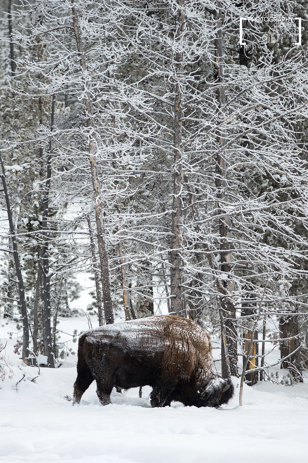 In the Trees, Yellowstone National Park. Photo Credit: Jared Lawson Photography