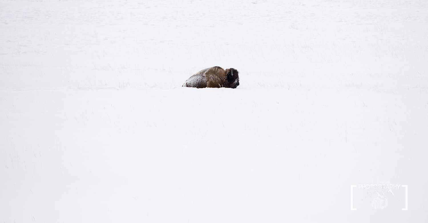 Taking a Break, Yellowstone National Park. Photo Credit: Jared Lawson Photography