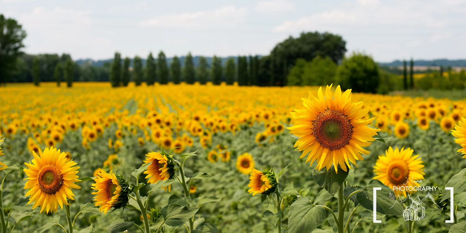 Field of Dreams / Tuscany / Italy