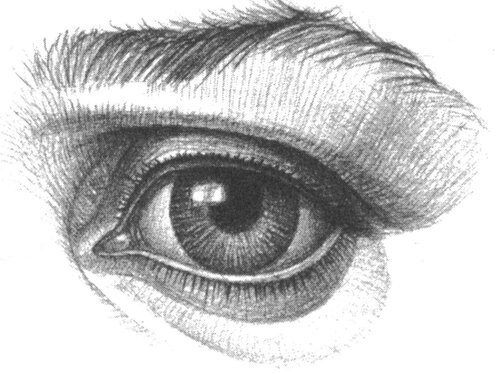 Рисунок деталей головы. Kак нарисовать глаза человека? — Ghenadie Sontu  Fine Art