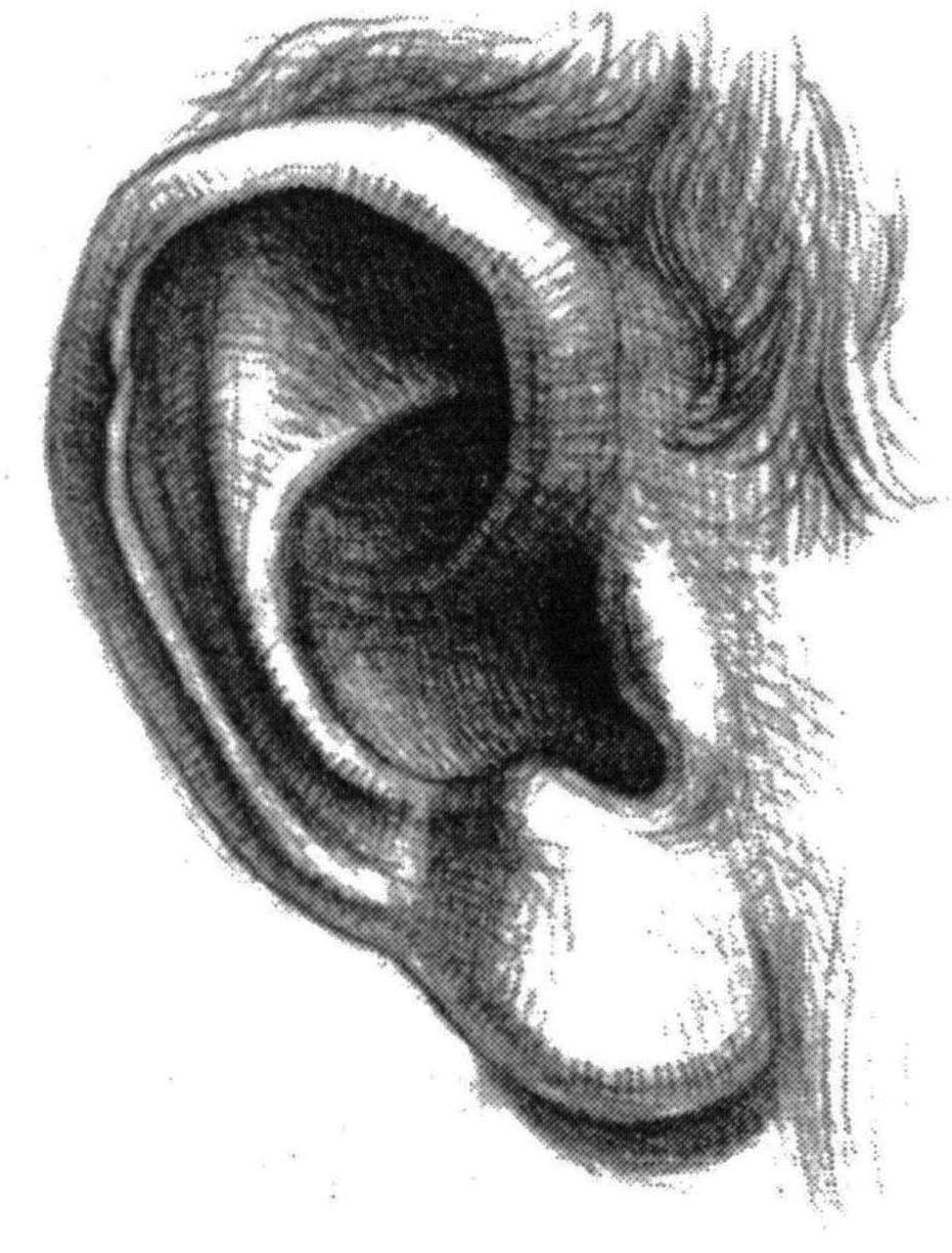 Уха поэтапно. Ухо пластическая анатомия. Ухо построение. С построение человеческого уха. Линейноканструктивное ухо.