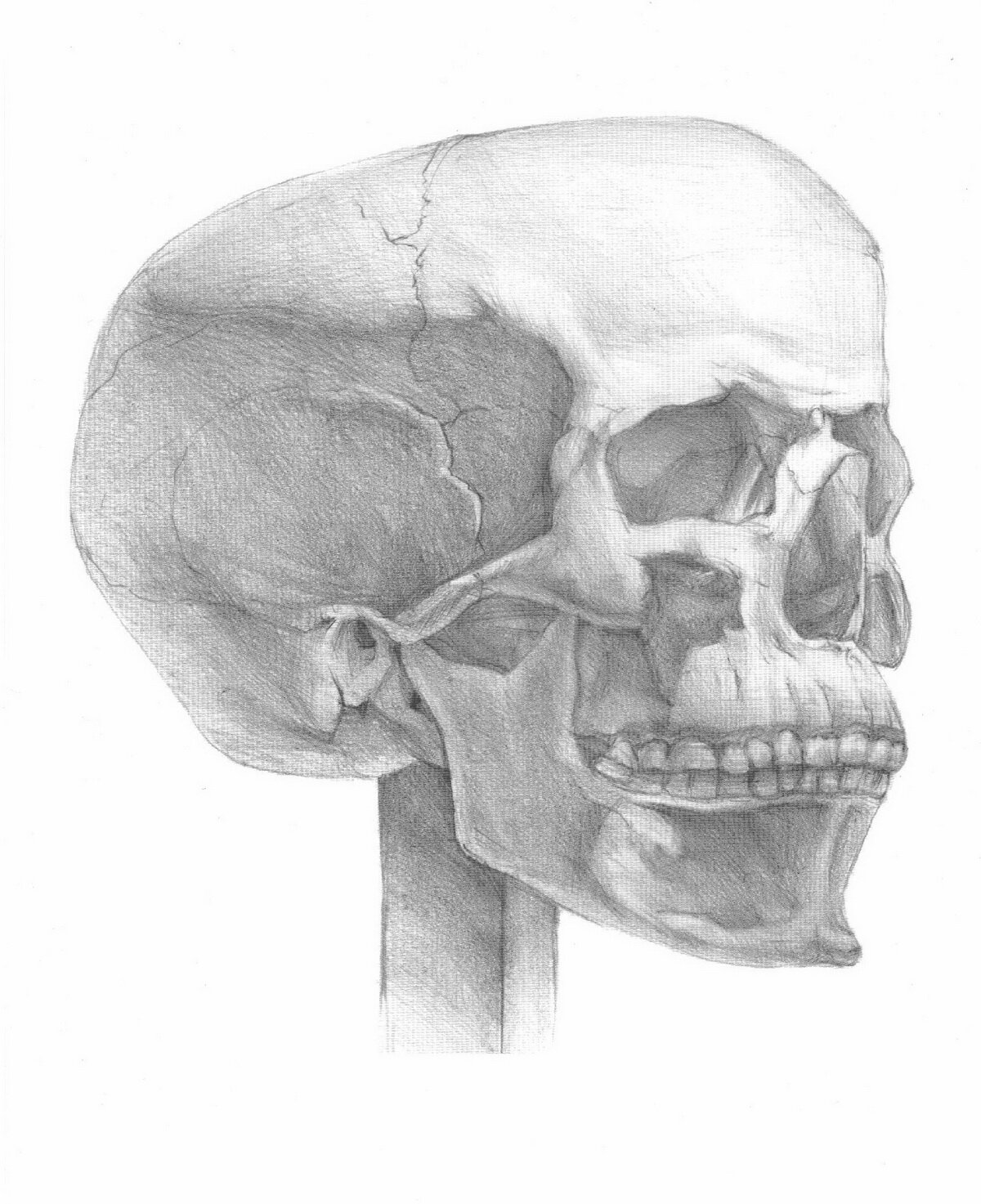 Рисунок черепа человека