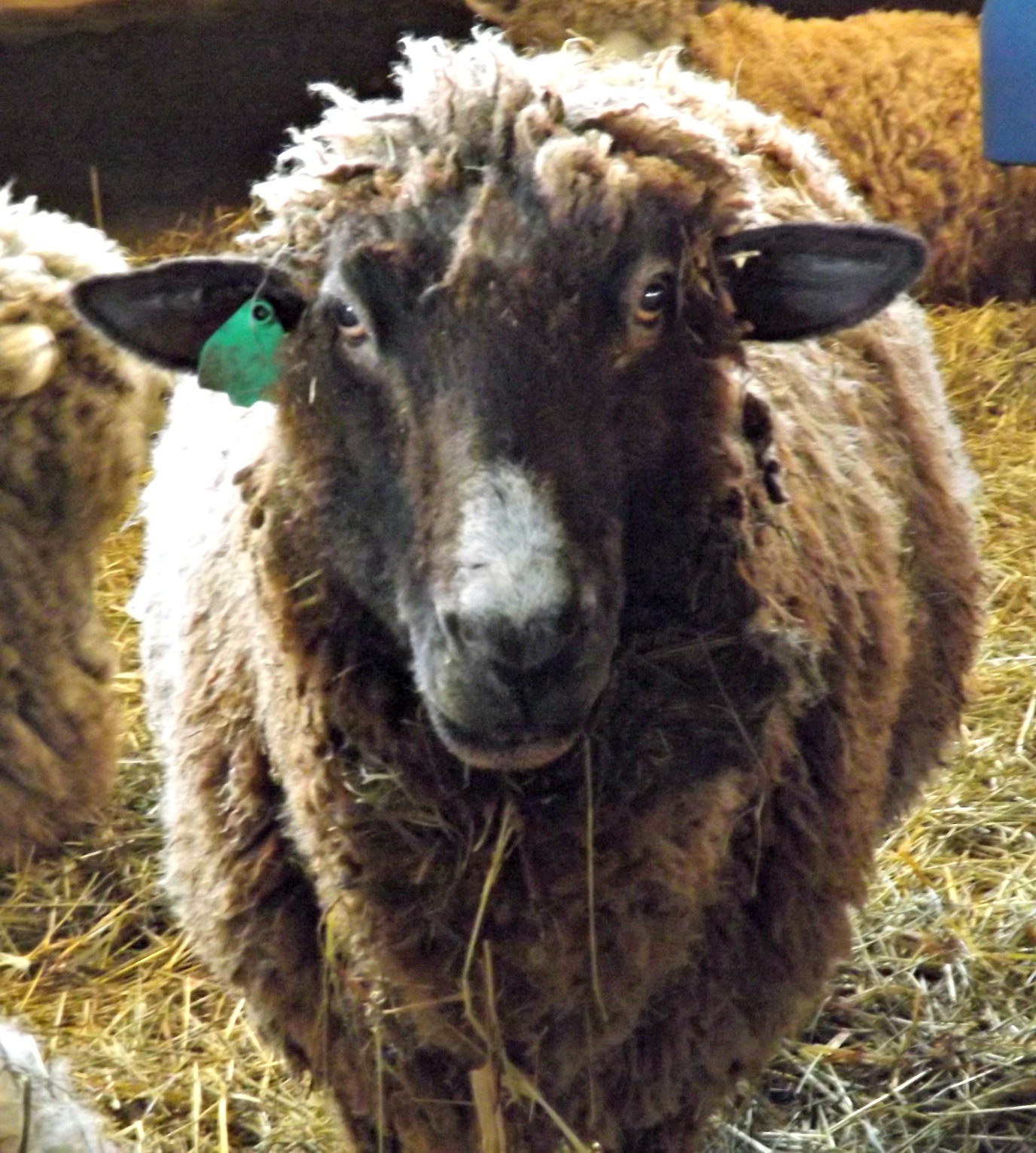 Do Sheep Have Wool or Hair?