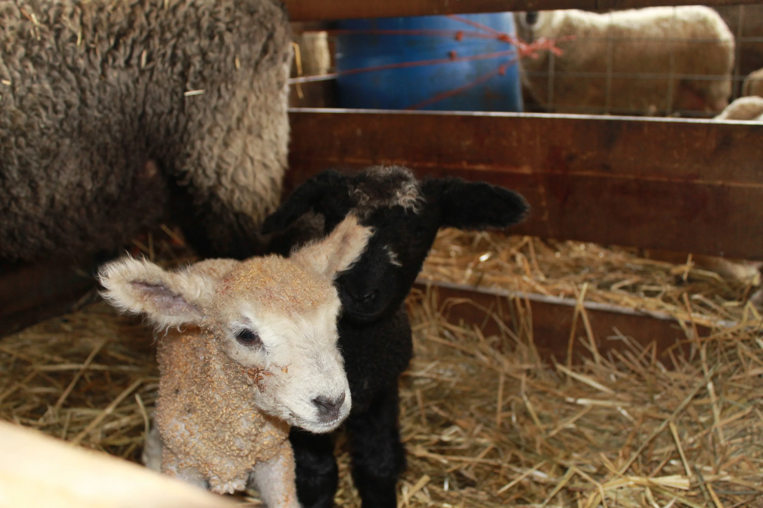 These lambs are just 2 days old...