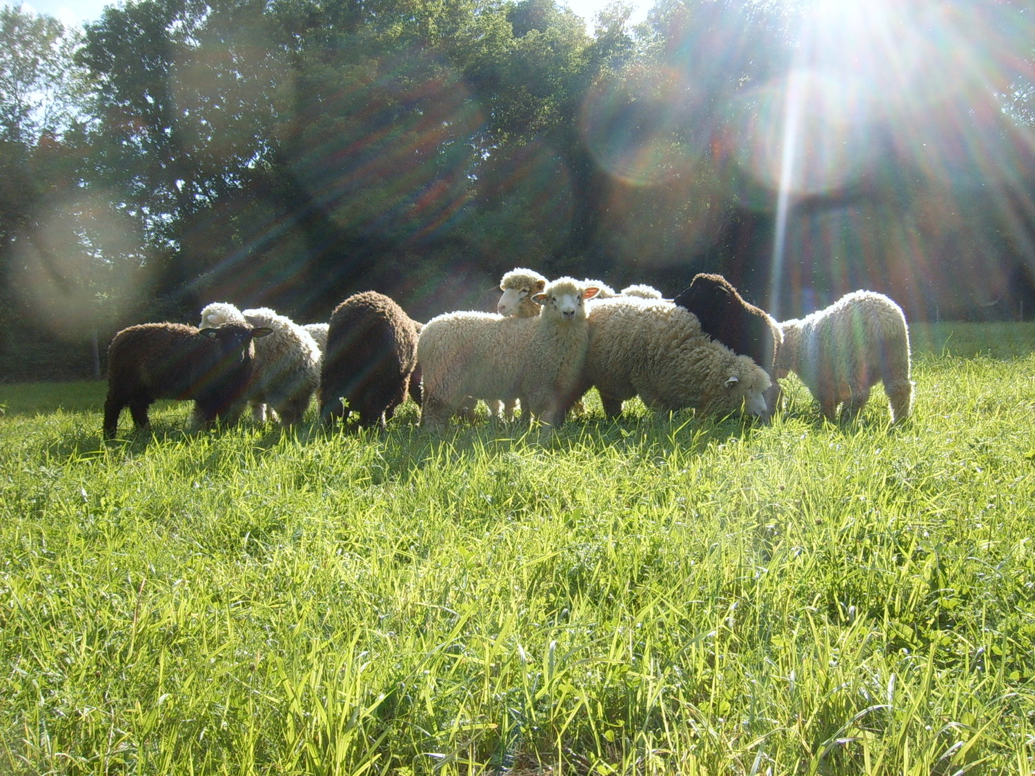 Foster Sheep Farm