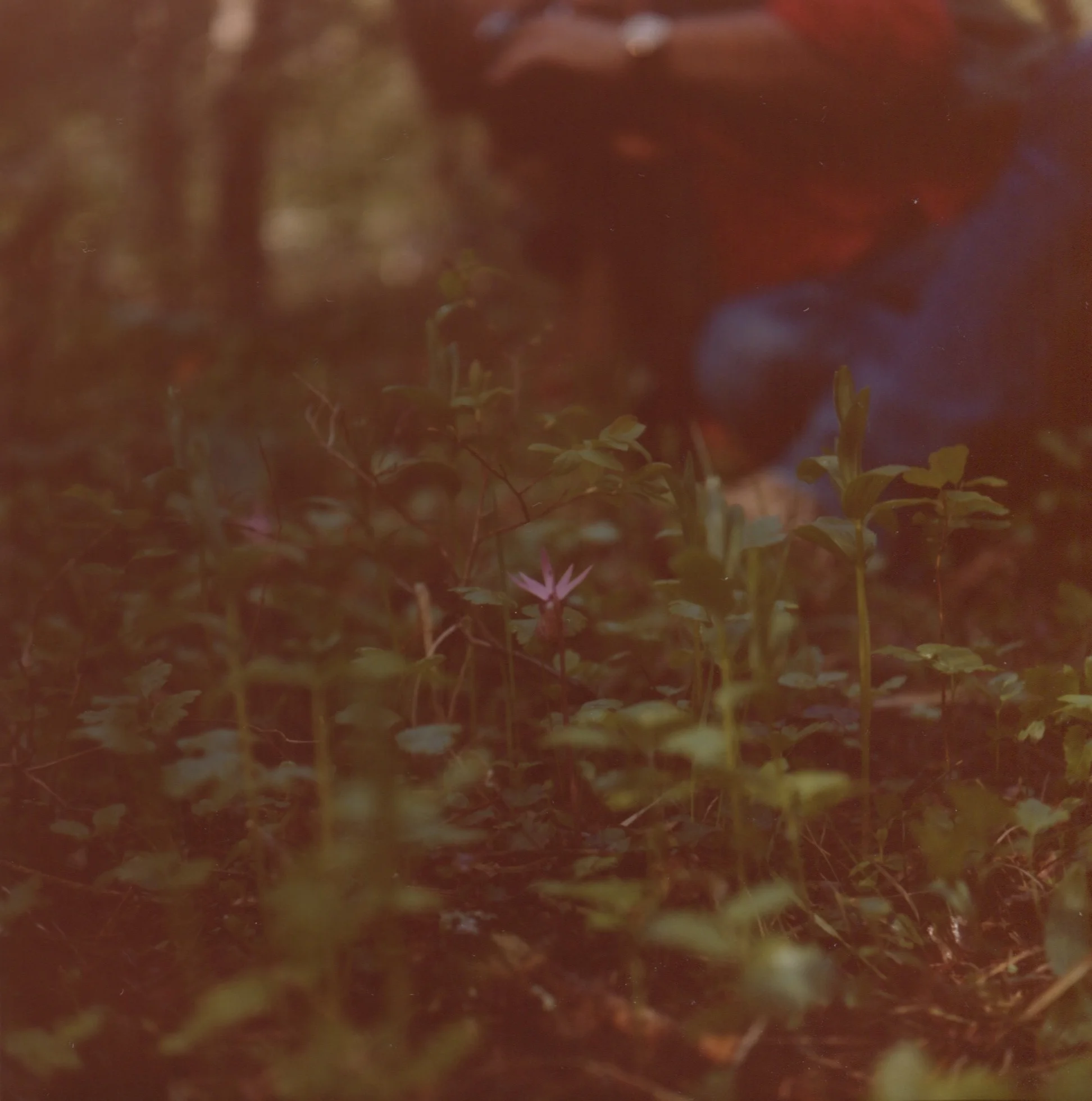 SS_spring_47.jpg