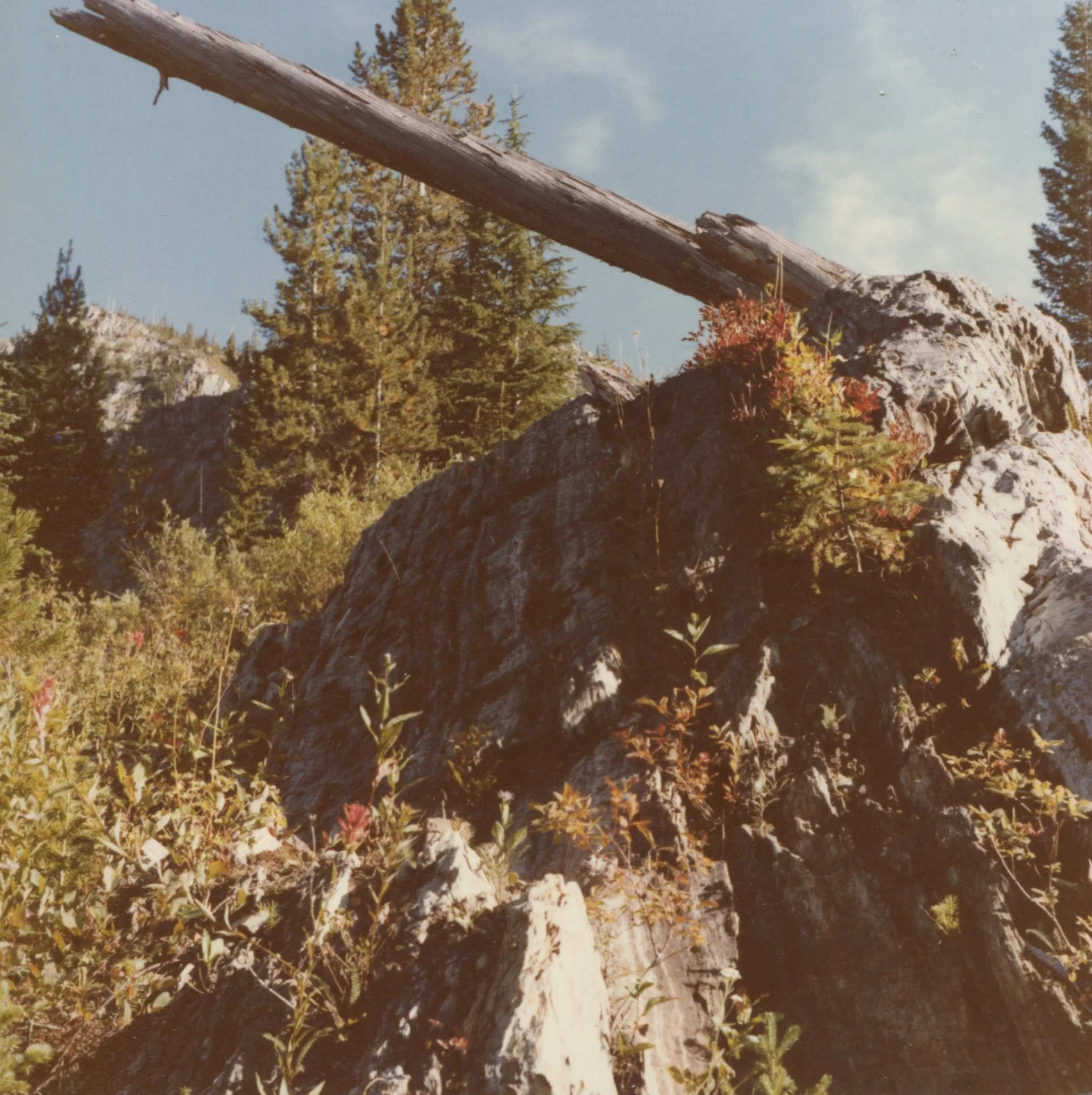SS_spring_6.jpg