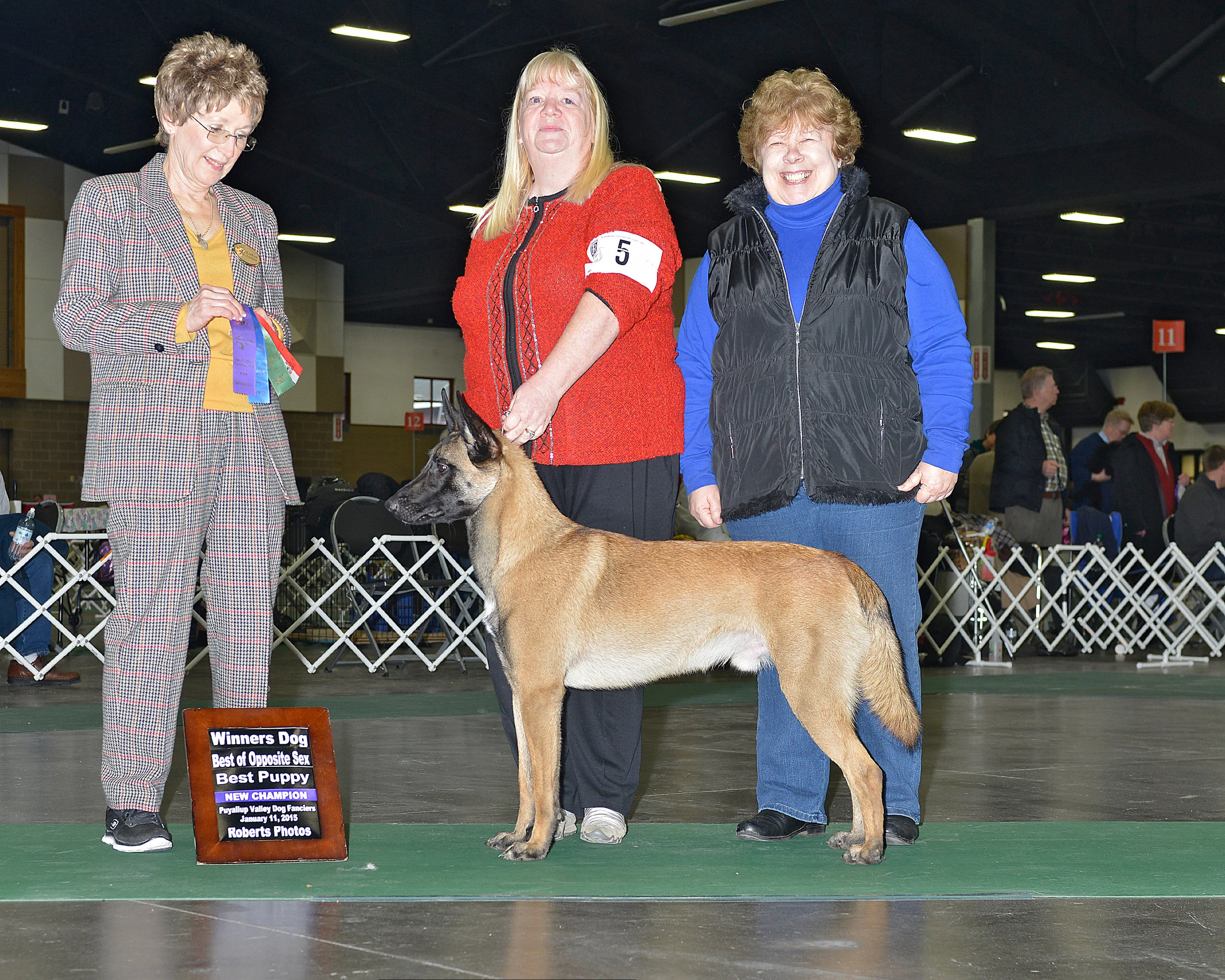 malinois champion