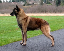 malinois champion