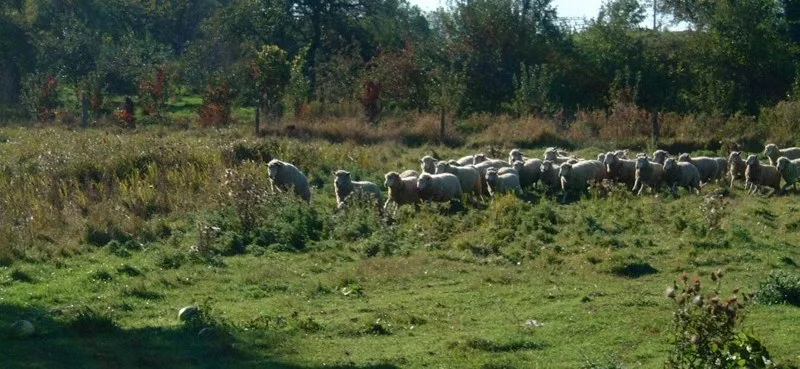 Sheep Running 1.jpg