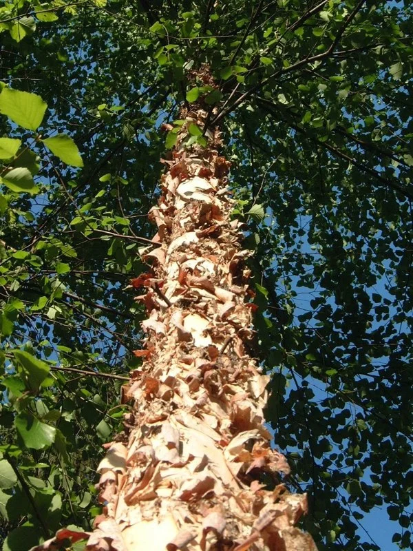 Birch Tree 1.jpg