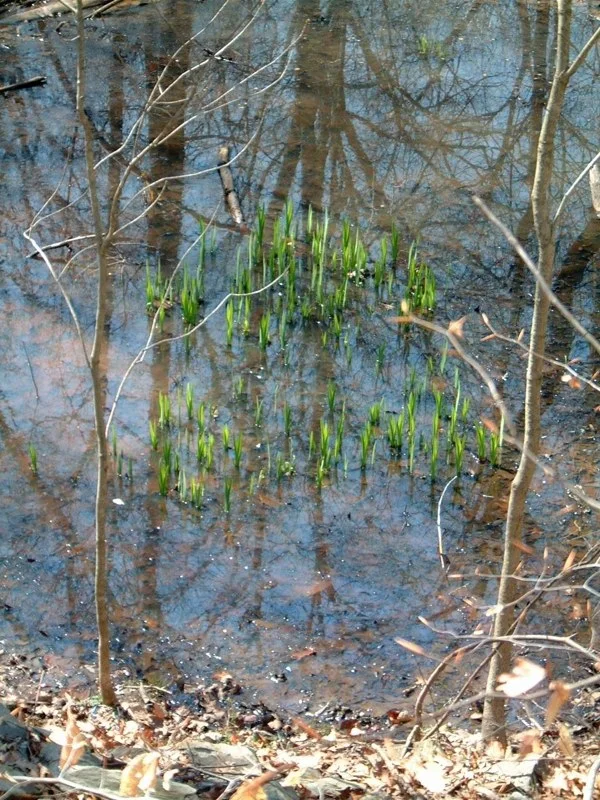 Pondgrass.jpg