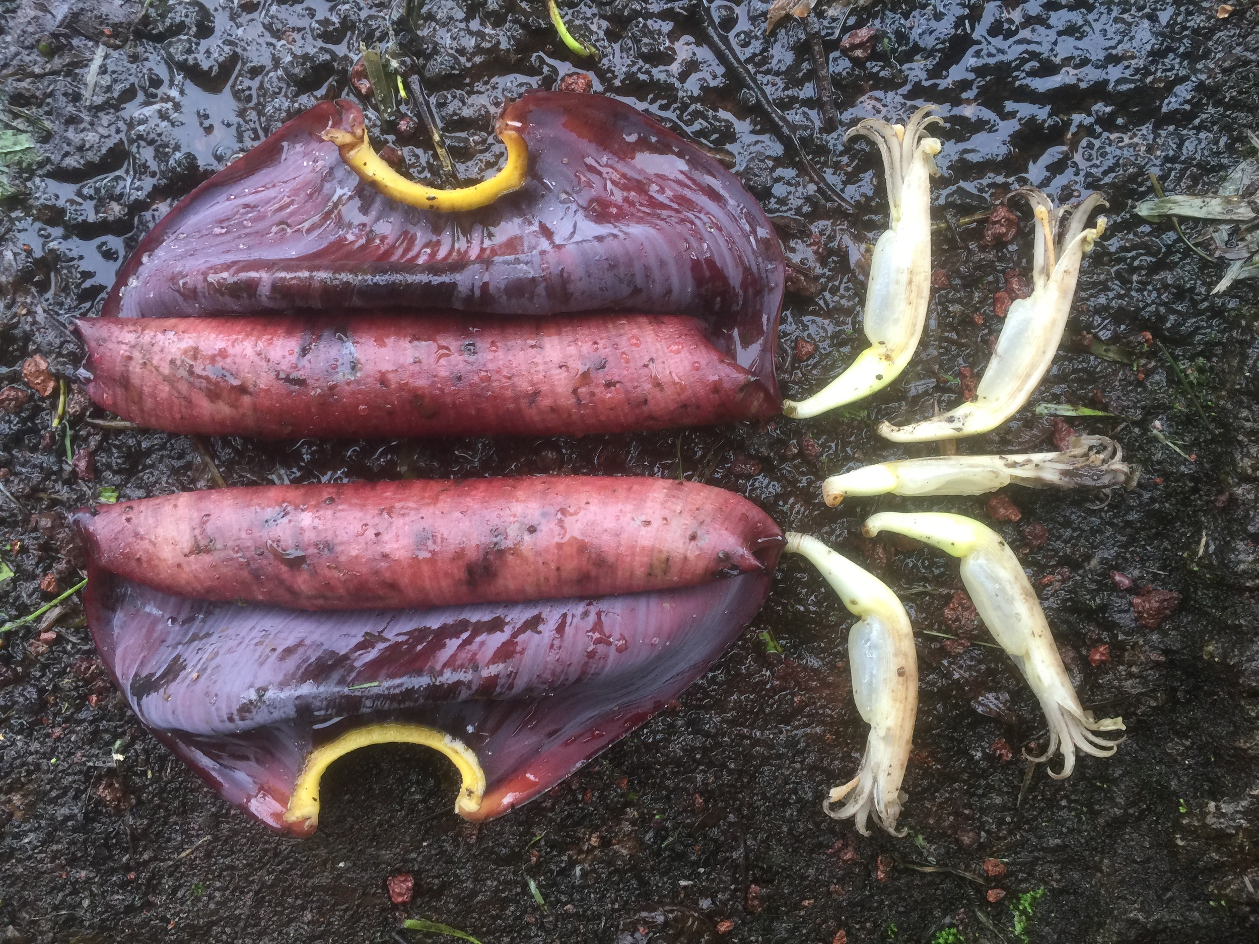 Banana Blossom Leaves 1