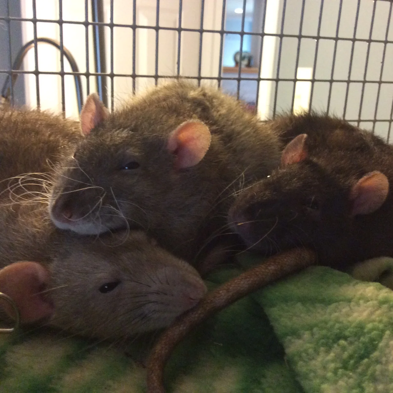 From left to right, Ginger, Carrol, and Cocoa