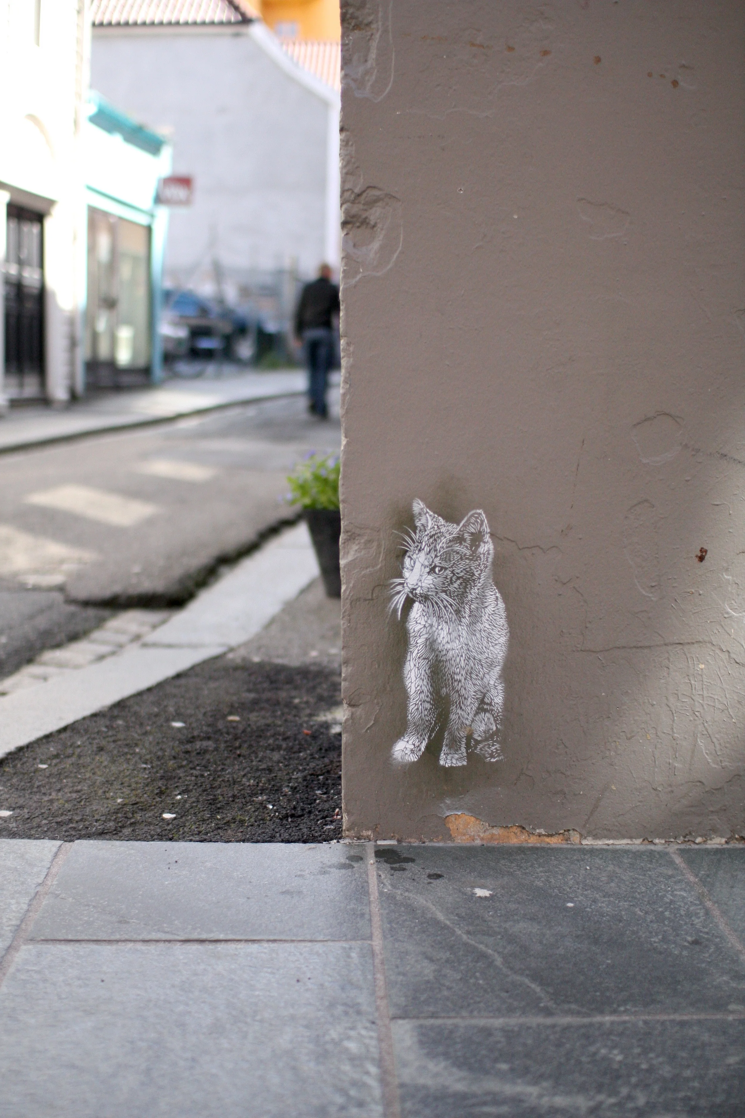 c215katt2.jpg