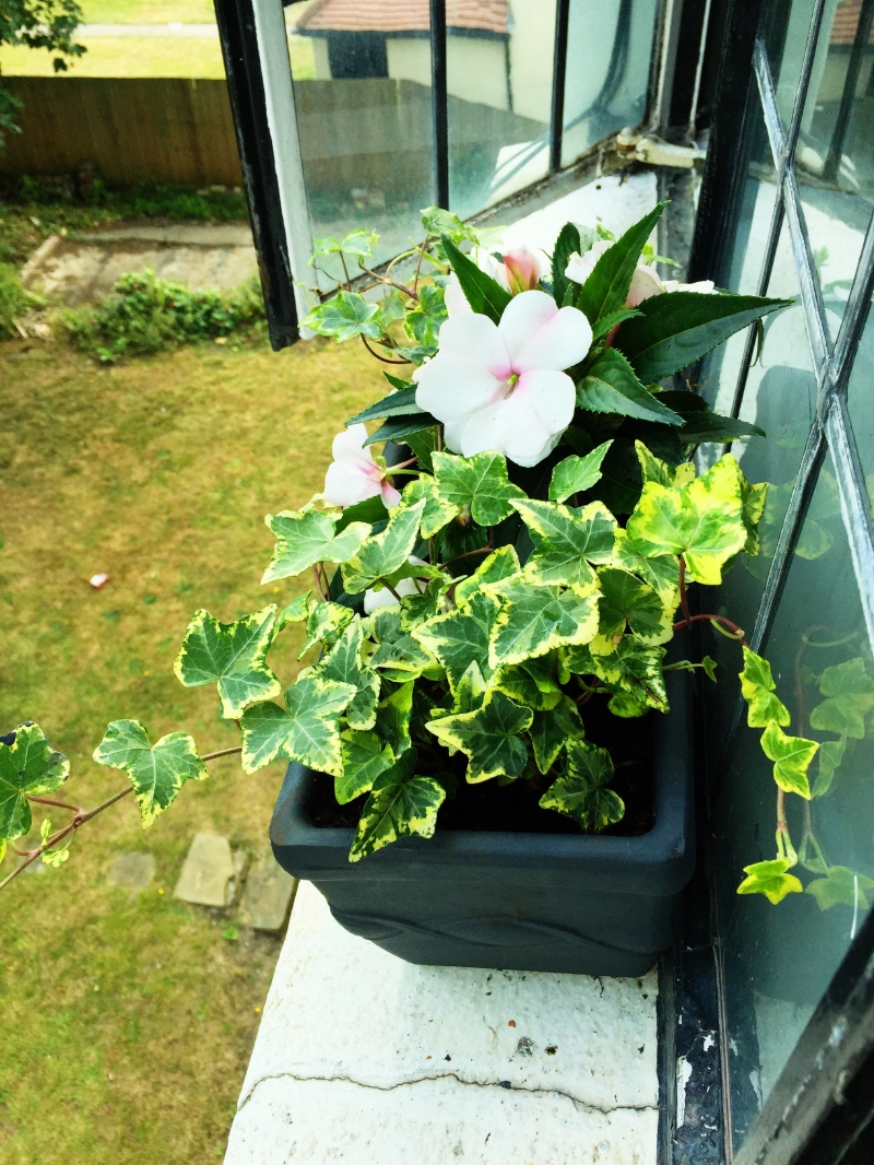 HOW TO PLANT EASY WINDOW FLOWER BOXES FOR YOUR APARTMENT ...