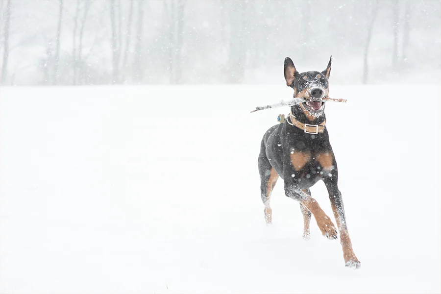 snow dog washington dc photographer
