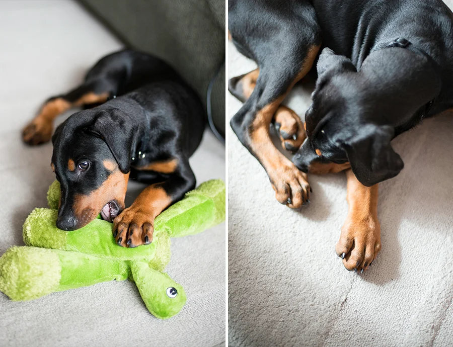 dog puppy doberman washington dc photographer