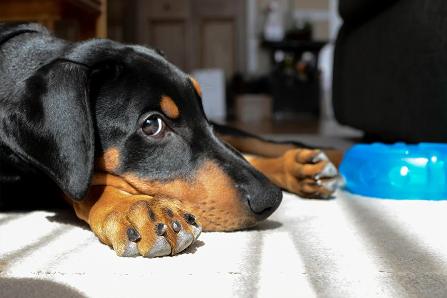dog puppy doberman washington dc photographer