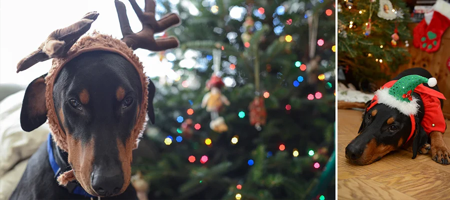 dog puppy doberman washington dc photographer