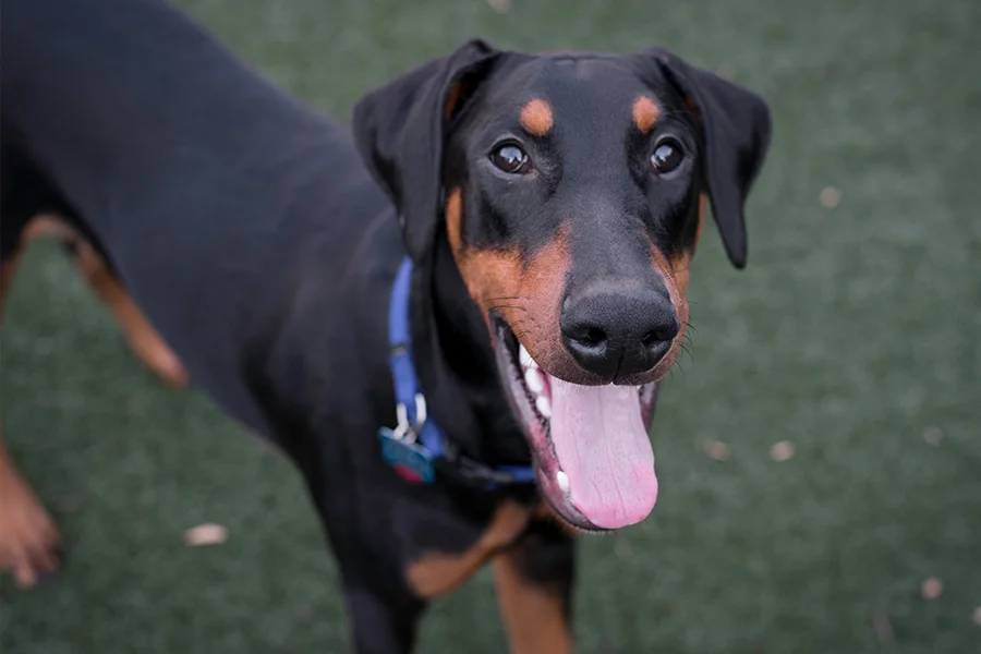 dog puppy doberman washington dc photographer