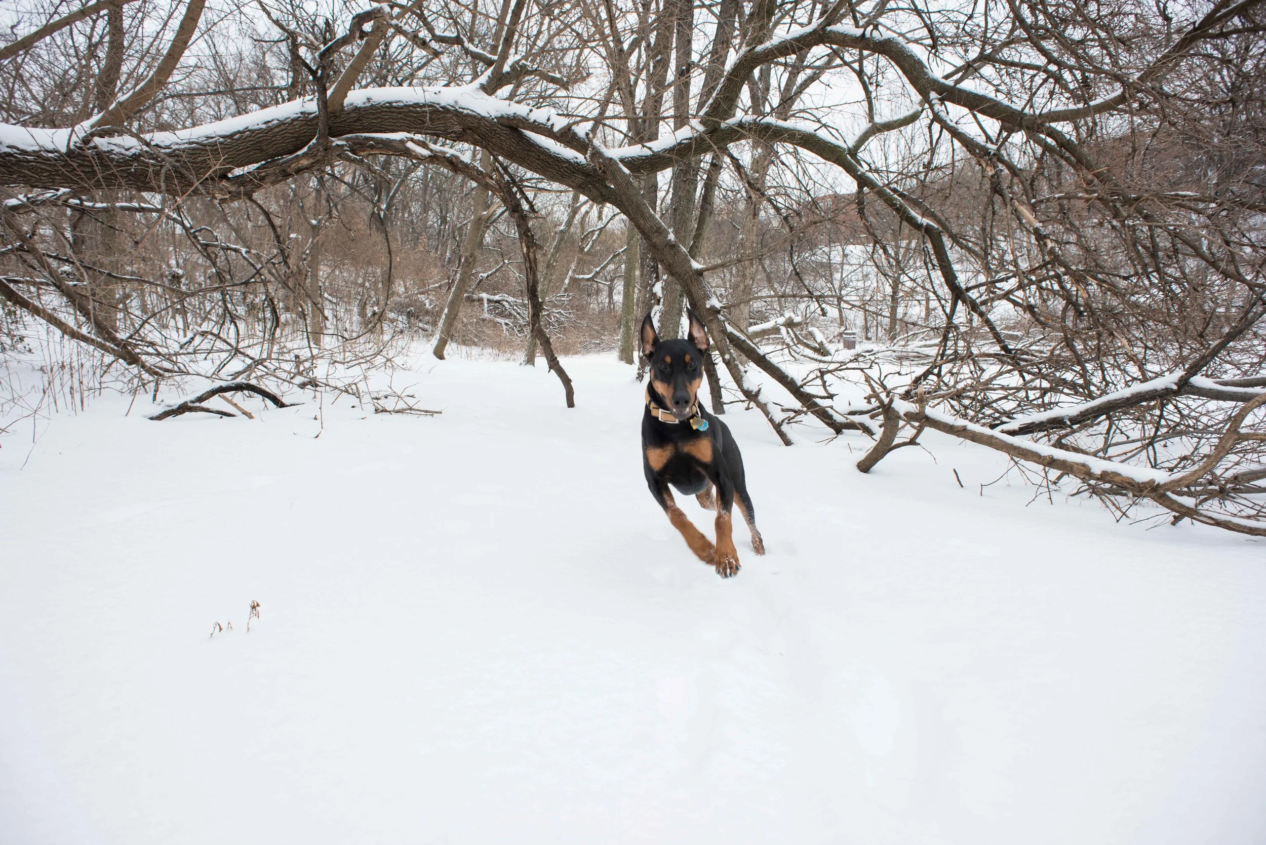 snow dog dc washington dc photographer