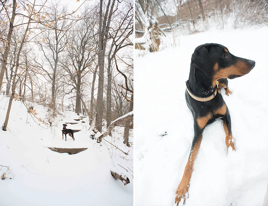 dog snow dc washington dc photographer