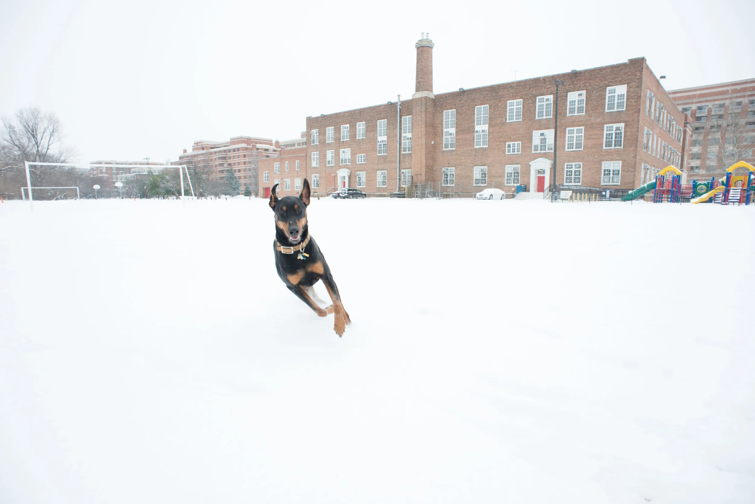 dog snow washington dc photographer