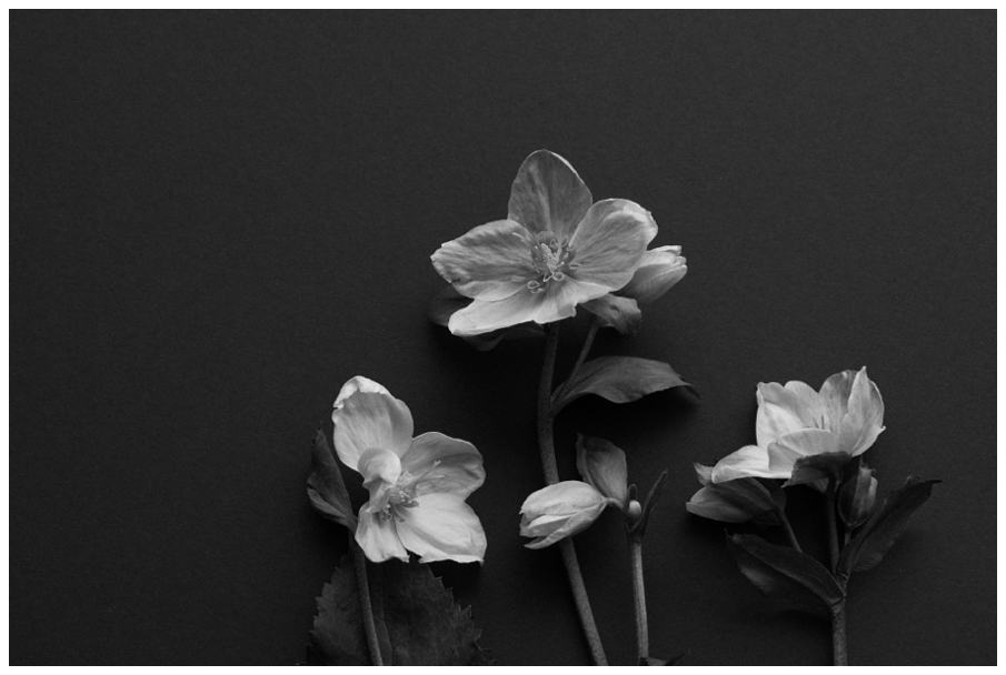 Hellebore-2_Blog.jpg