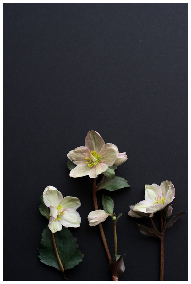 Hellebore-5_Blog.jpg