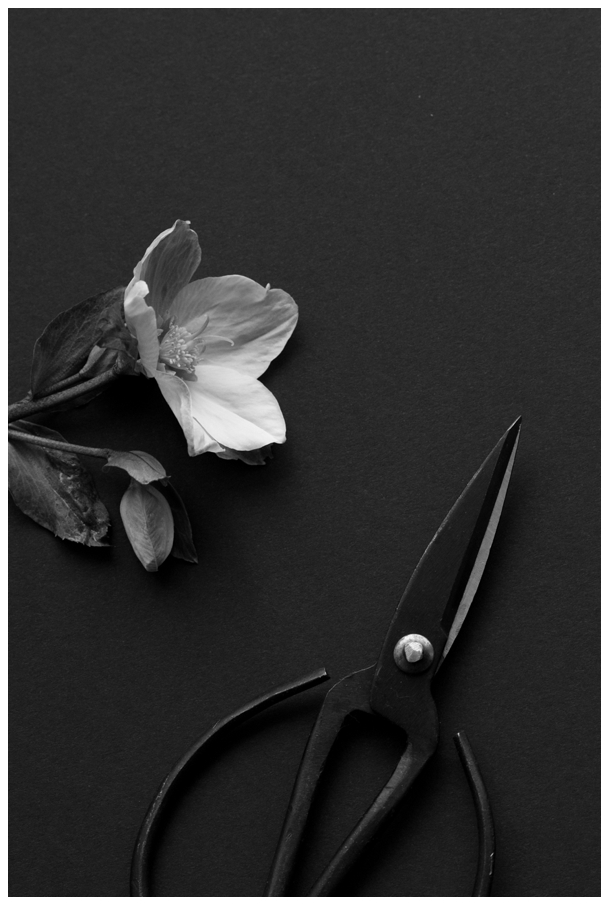 Hellebore-14_Blog.jpg
