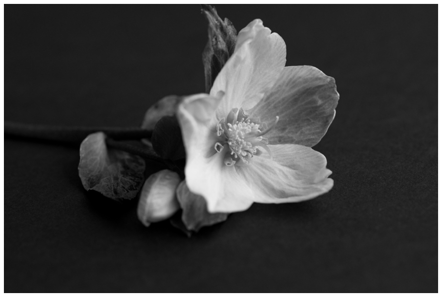 Hellebore-13_Blog.jpg