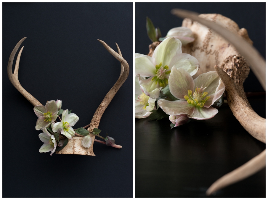 Hellebore-7_Blog.jpg