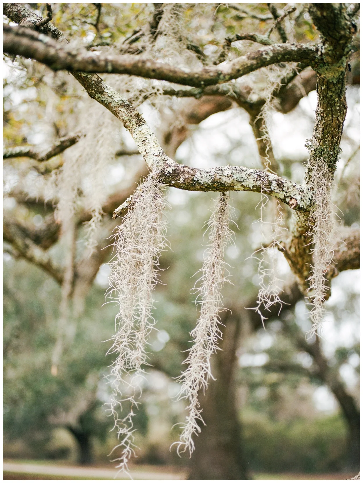 charleston, south carolina on film by destination fine art photographer Lissa Ryan Photography
