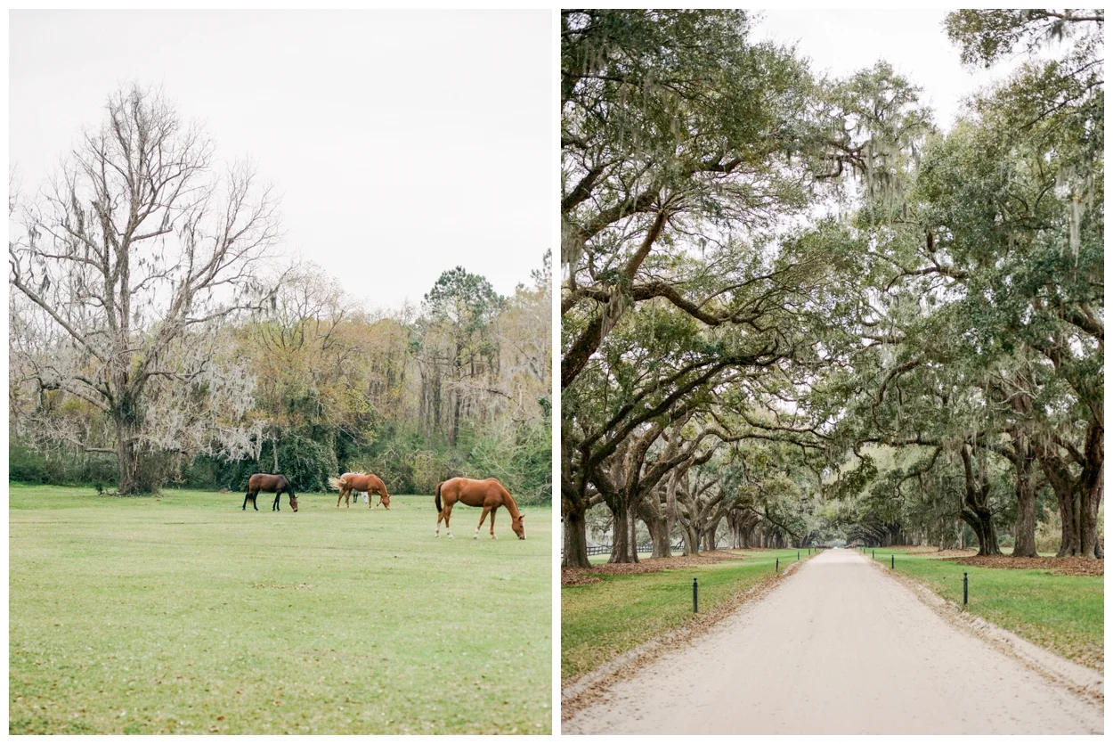 charleston, south carolina on film by destination fine art photographer Lissa Ryan Photography
