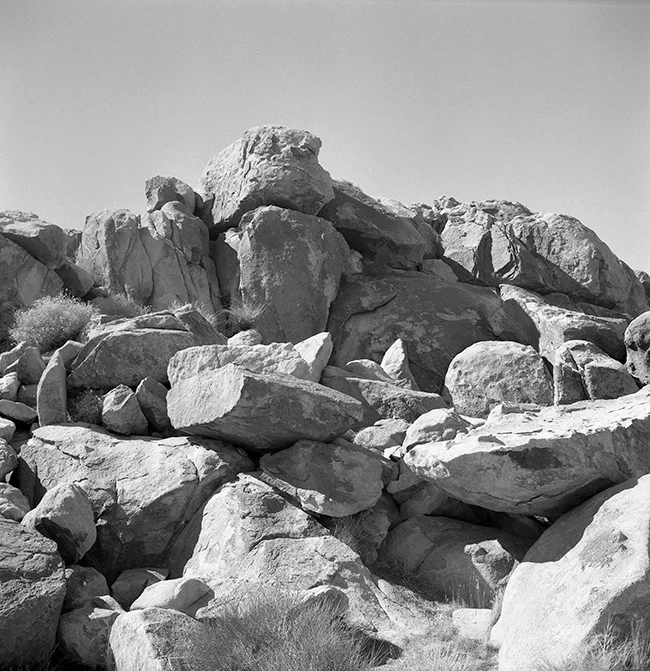 PS_JoshuaTree003_2012.jpg