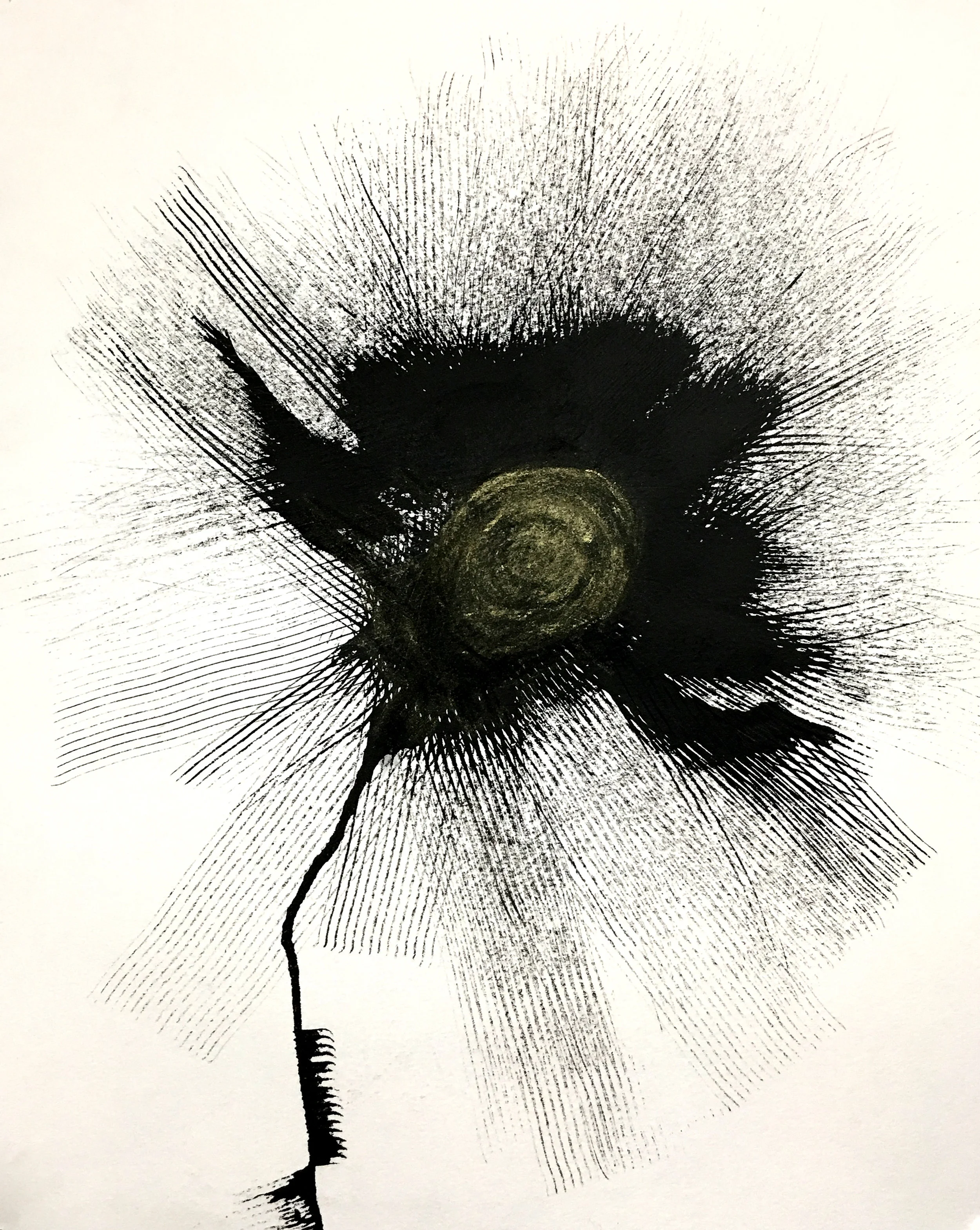 Allium