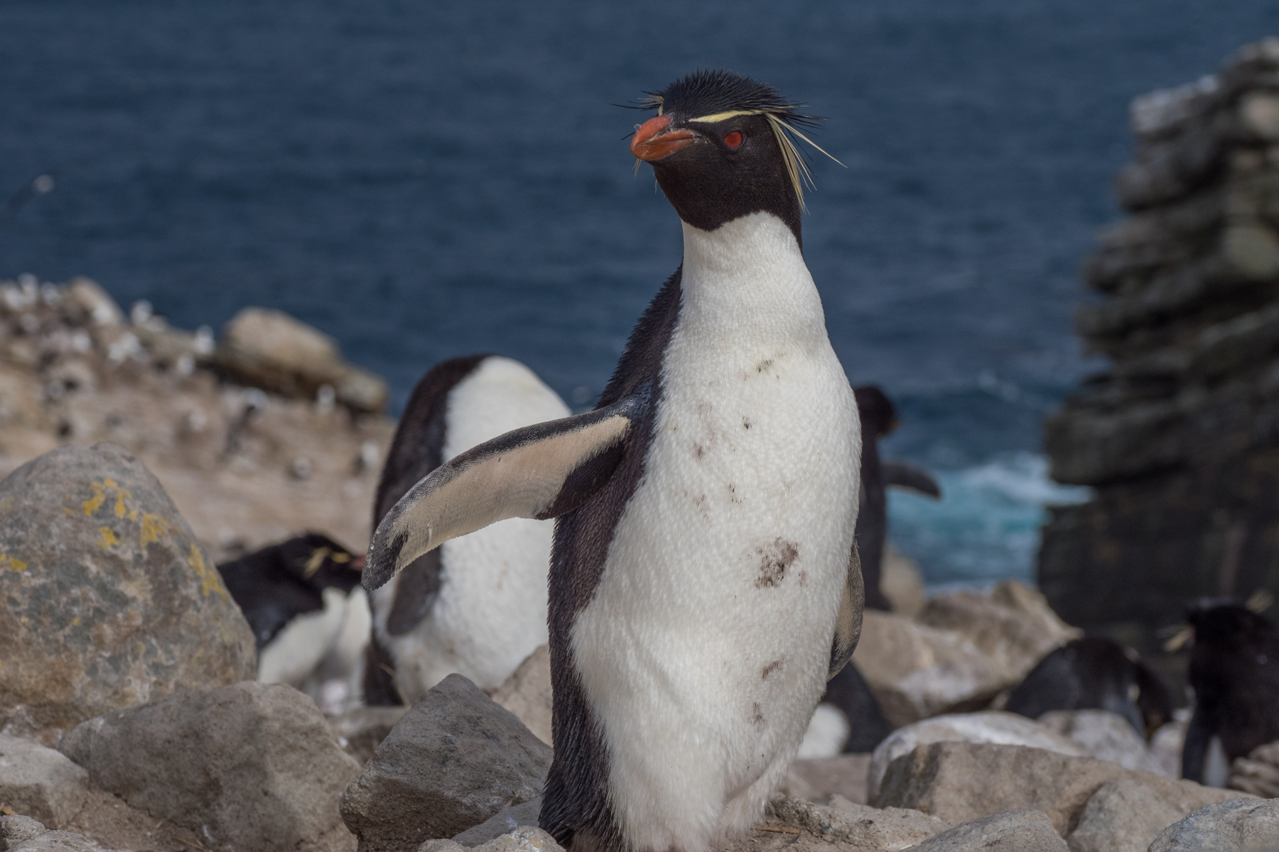 Rockhopper Penguins are only about 12" tall.