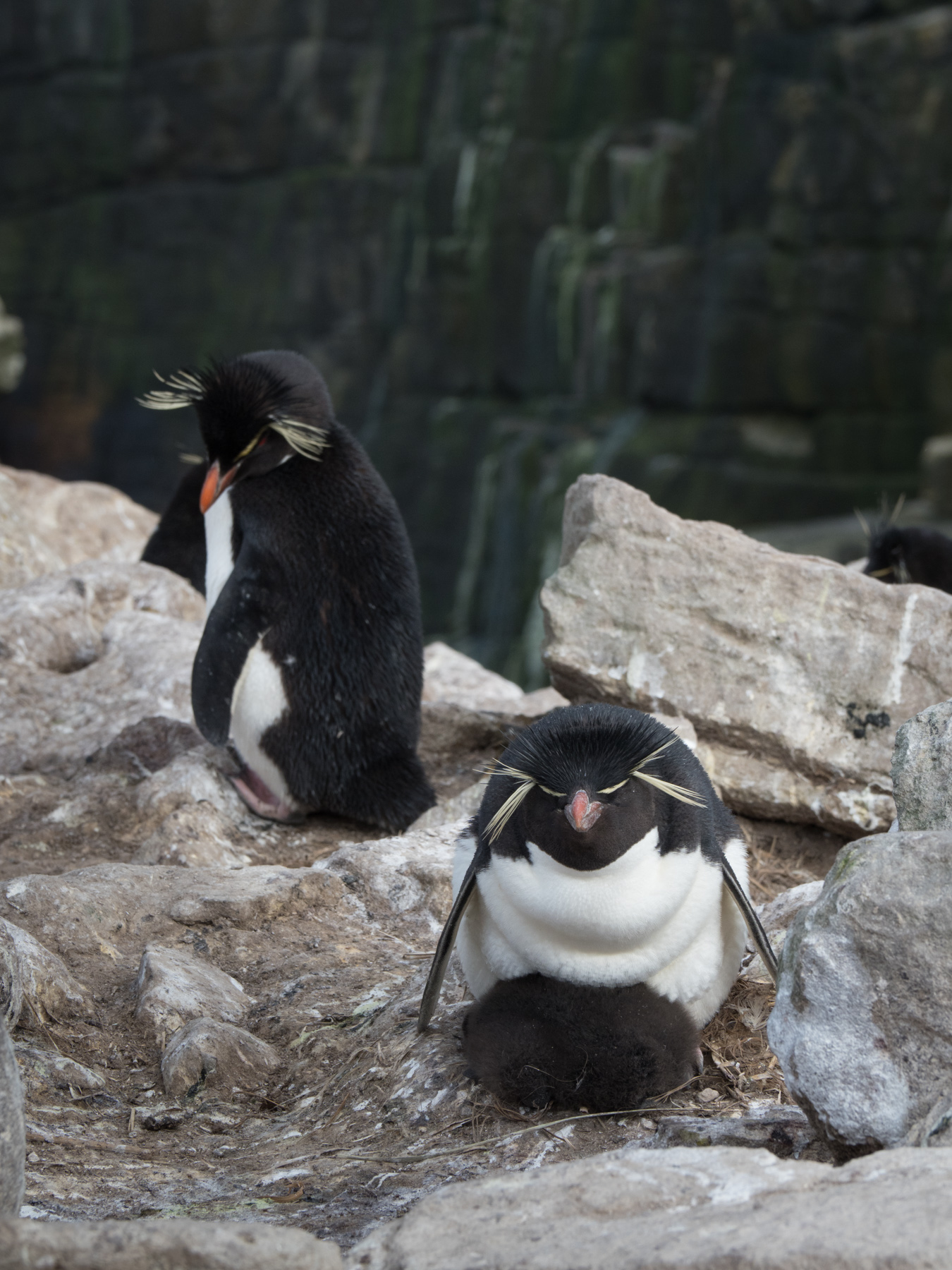 Rockhopper Penguin keeping his chick warm as his mate keeps a watchful eye. Chick would be approx. 2 weeks old.