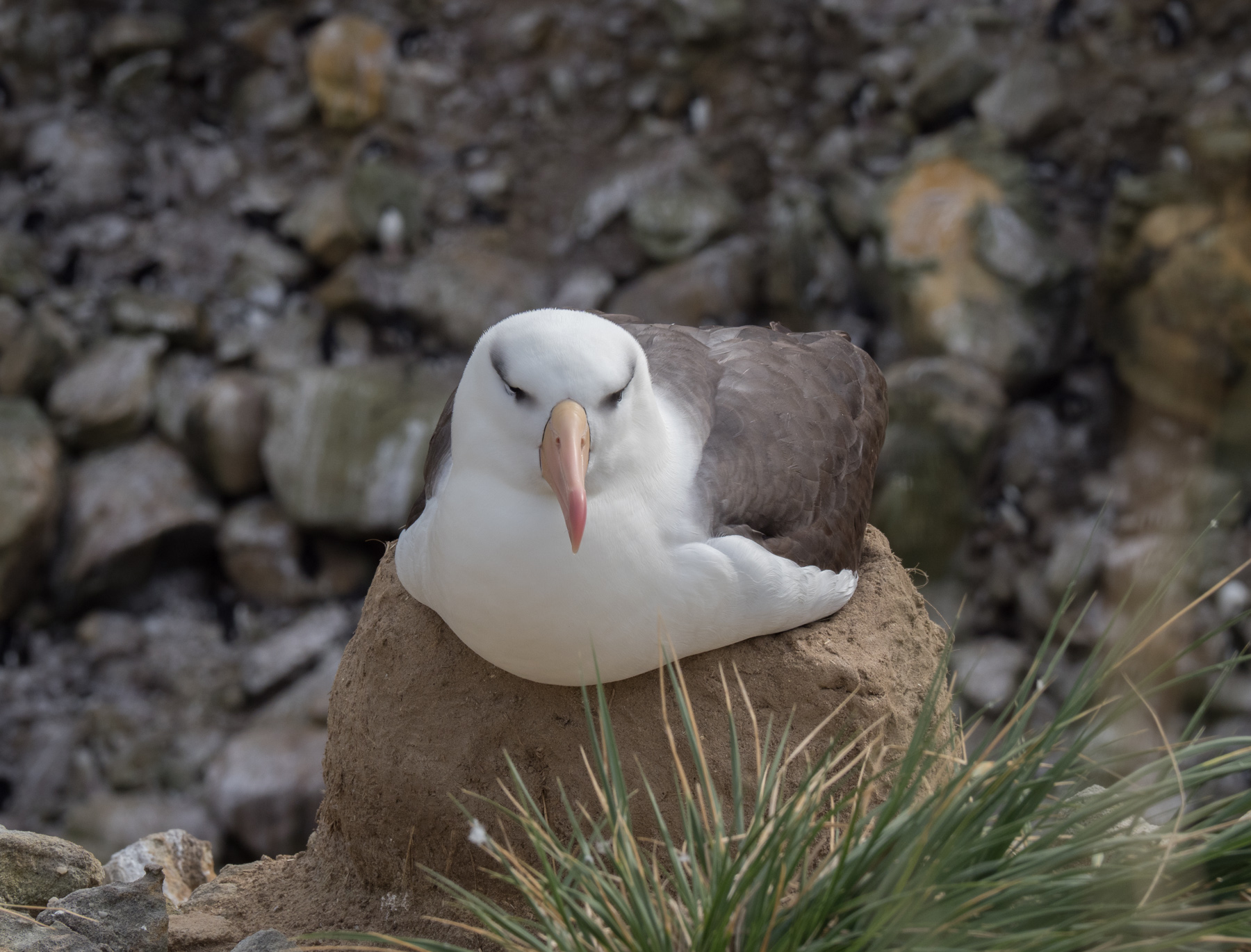 Black-browed Albatross sitting on its egg. Nest is made of mud and poo and twigs etc