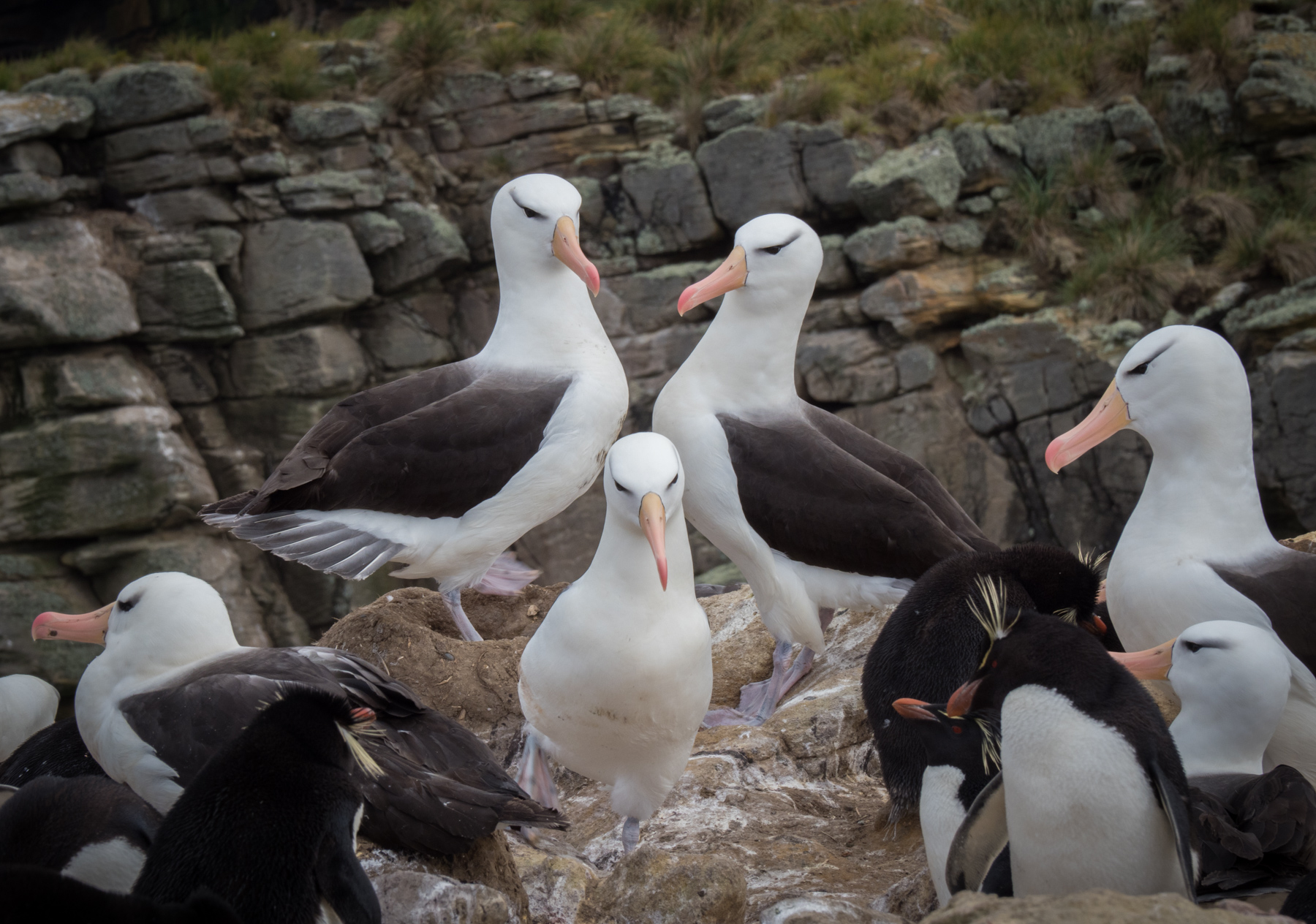 Black-browed Albatross