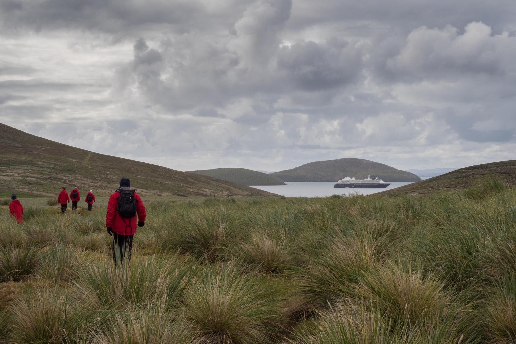 New Island, Falklands