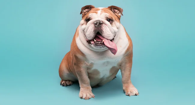 bulldog.jpg