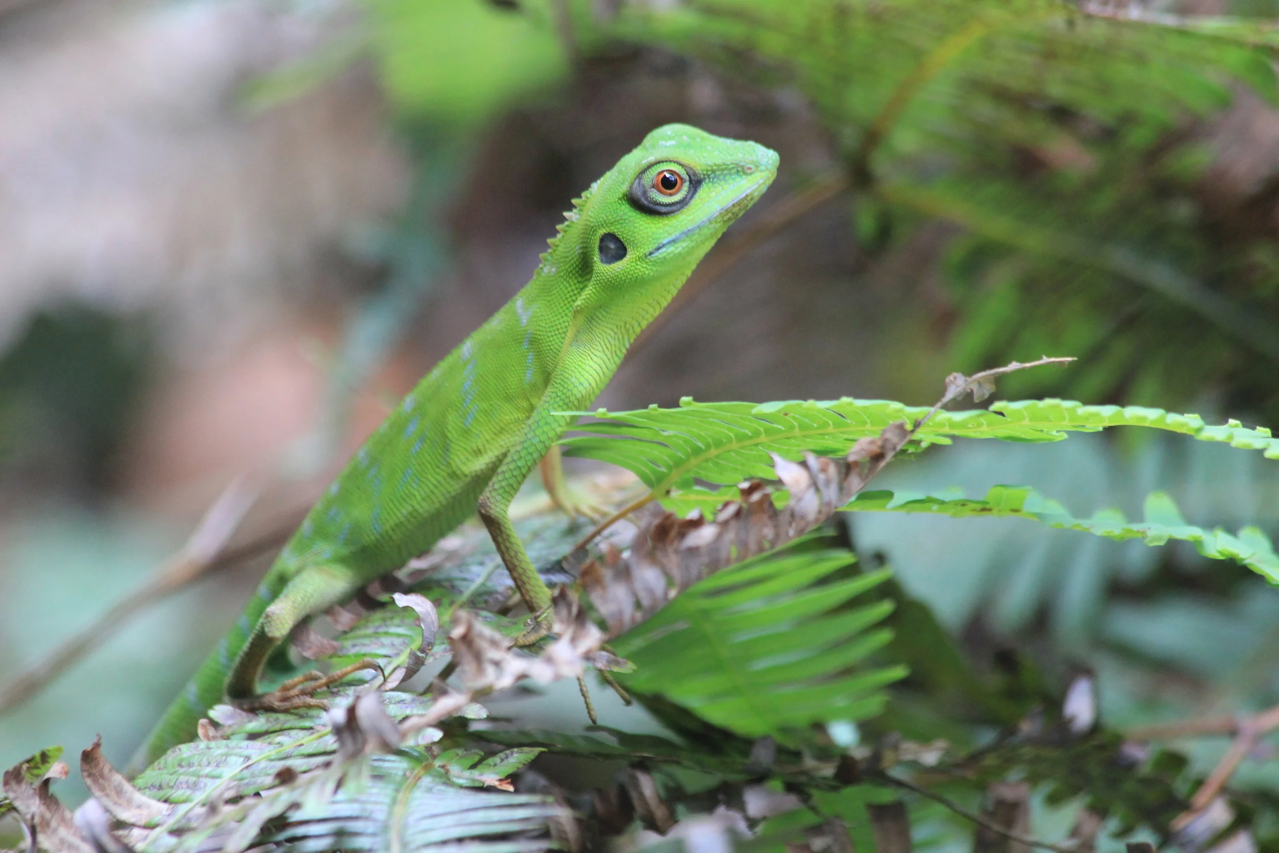 Client List Banner.JPG