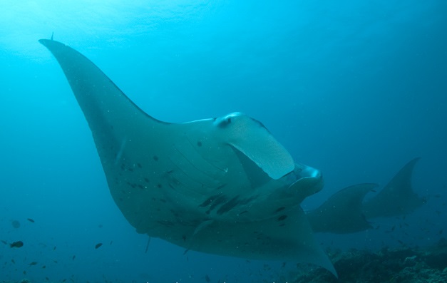 Mantas6197.jpg